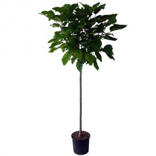 Κατάλπη Δέντρο (Catalpa bignonioides) | Φυτά