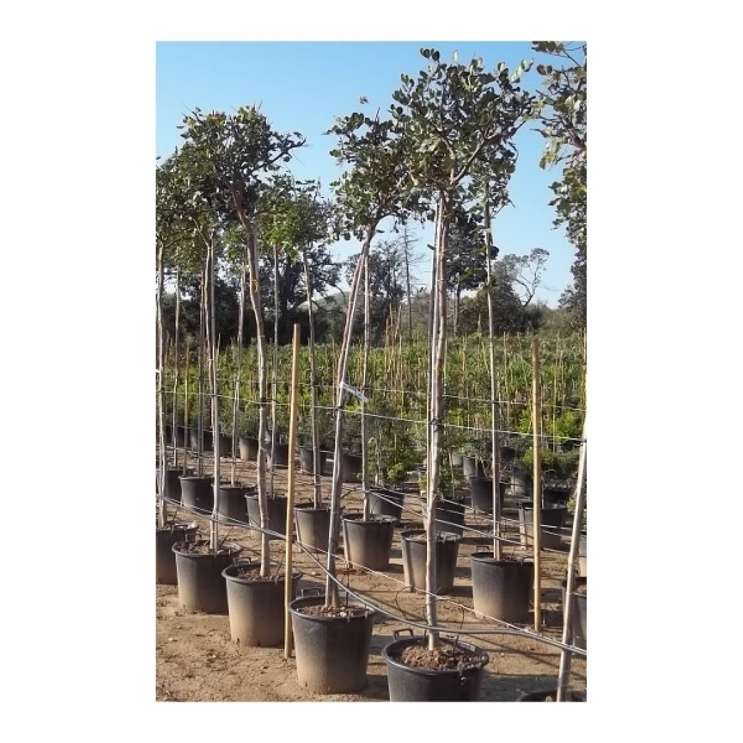 Carob Tree (Ceratonia siliqua)  Carob Tree (Ceratonia siliqua)  |  kipogeorgiki.gr
