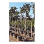 Carob Tree (Ceratonia siliqua)  Carob Tree (Ceratonia siliqua)  |  kipogeorgiki.gr