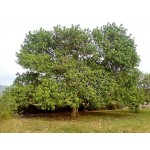 Carob Tree (Ceratonia siliqua)  Carob Tree (Ceratonia siliqua)  |  kipogeorgiki.gr