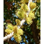Carob Tree (Ceratonia siliqua)  |  kipogeorgiki.gr