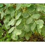 Carob Tree (Ceratonia siliqua)  Carob Tree (Ceratonia siliqua)  |  kipogeorgiki.gr