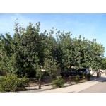 Carob Tree (Ceratonia siliqua)  Carob Tree (Ceratonia siliqua)  |  kipogeorgiki.gr