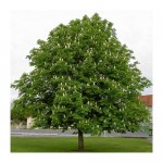 Horse Chestnut Tree (Aesculus hippocastanum) Horse Chestnut Tree (Aesculus hippocastanum) |kipogeorgiki.gr