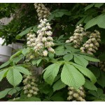 Horse Chestnut Tree (Aesculus hippocastanum) Horse Chestnut Tree (Aesculus hippocastanum) |kipogeorgiki.gr