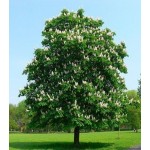 Horse Chestnut Tree (Aesculus hippocastanum) Horse Chestnut Tree (Aesculus hippocastanum) |kipogeorgiki.gr