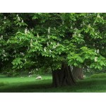 Horse Chestnut Tree (Aesculus hippocastanum) Horse Chestnut Tree (Aesculus hippocastanum) |kipogeorgiki.gr