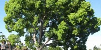 Η Καμφορά: Ένα Εμβληματικό Δέντρο για Κάθε Κήπο