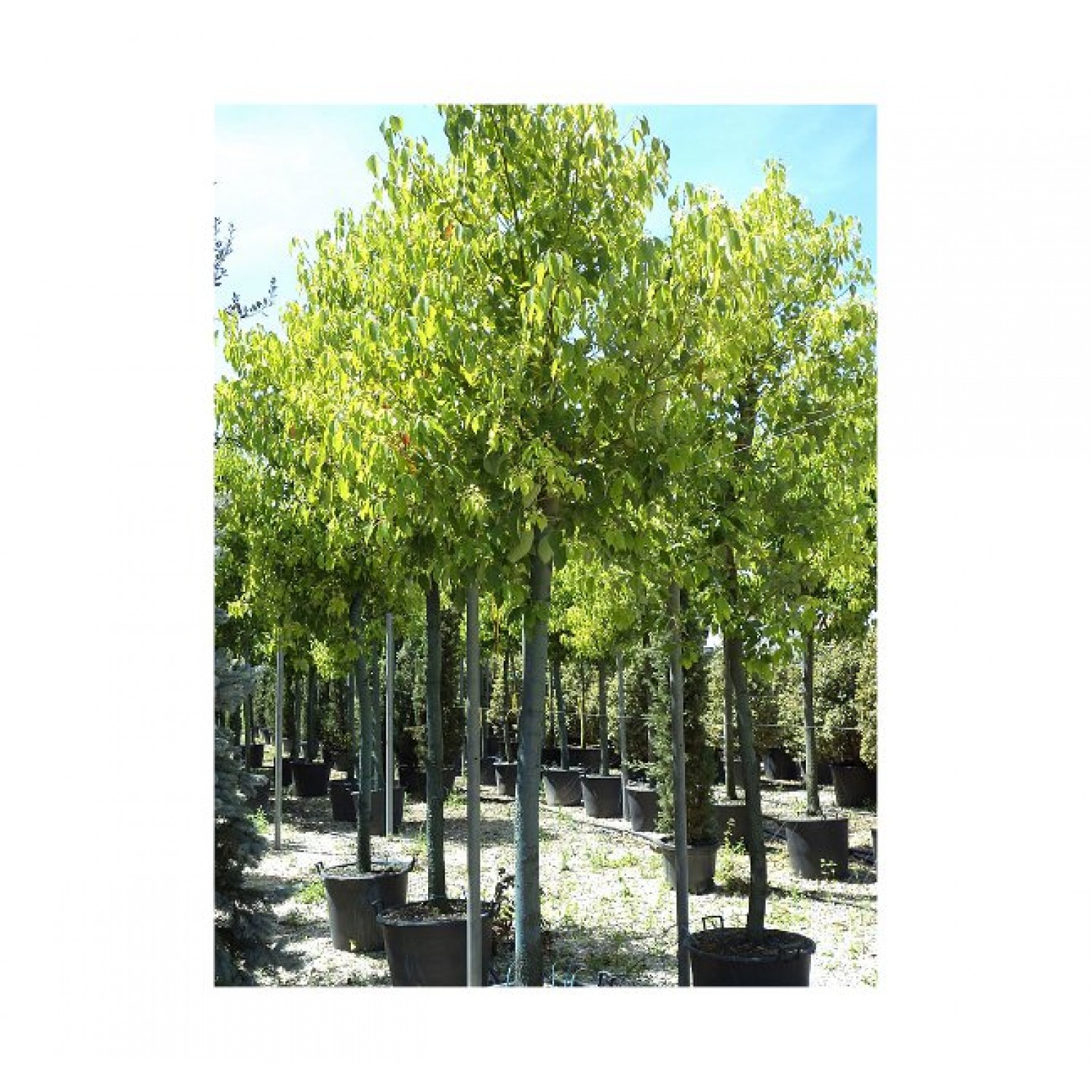 Καμφορά Δεντρο (Cinnamomum camphora) | kipogeorgiki.gr