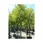 Καμφορά Δεντρο (Cinnamomum camphora) | kipogeorgiki.gr