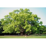 Καμφορά Δεντρο (Cinnamomum camphora) | kipogeorgiki.gr