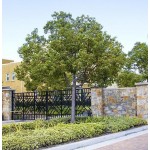 Καμφορά Δεντρο (Cinnamomum camphora) | kipogeorgiki.gr