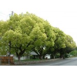 Καμφορά Δεντρο (Cinnamomum camphora) | kipogeorgiki.gr