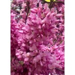Judas Tree (Cercis siliquastrum) | kipogeorgiki.gr