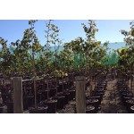 Judas Tree (Cercis siliquastrum) | kipogeorgiki.gr