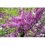 Judas Tree (Cercis siliquastrum) | kipogeorgiki.gr