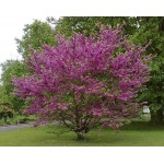 Judas Tree (Cercis siliquastrum) | kipogeorgiki.gr