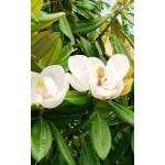 Μανόλια ή Μαγνόλια - Αειθαλής Μεγανθής Κορμός Δέντρο (Magnolia grandiflora) | Κηπογεωργική