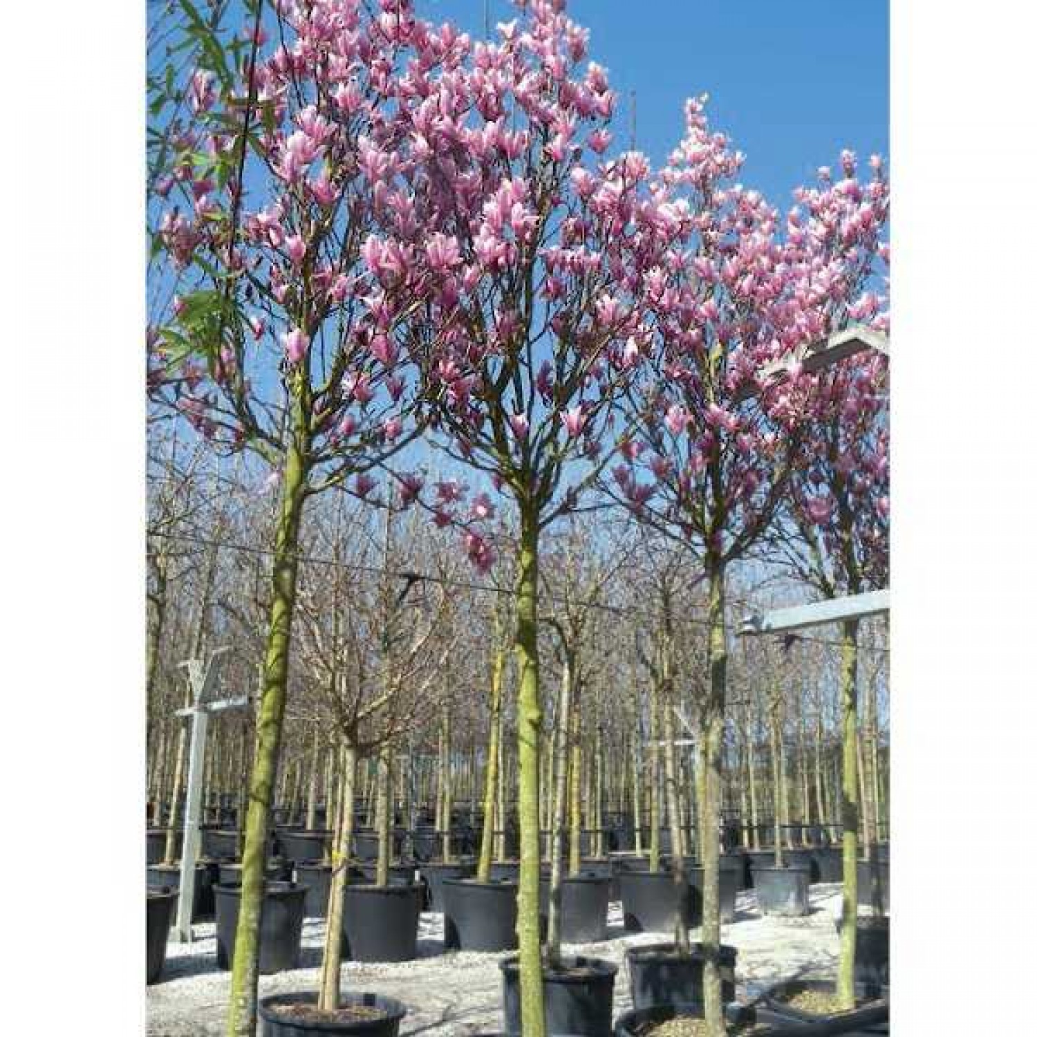 Μαγνόλια Σουλατζιάνα ή Μανόλια (Magnolia × soulangeana) Μαγνόλια Σουλατζιάνα ή Μανόλια (Magnolia × soulangeana) Δέντρο - Μαγνόλιες ή Μανόλιες Δέντρα