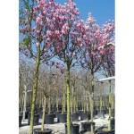 Μαγνόλια Σουλατζιάνα ή Μανόλια (Magnolia × soulangeana) Μαγνόλια Σουλατζιάνα ή Μανόλια (Magnolia × soulangeana) Δέντρο - Μαγνόλιες ή Μανόλιες Δέντρα
