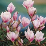 Μαγνόλια Σουλατζιάνα ή Μανόλια (Magnolia × soulangeana) Μαγνόλια Σουλατζιάνα ή Μανόλια (Magnolia × soulangeana) Δέντρο - Μαγνόλιες ή Μανόλιες Δέντρα