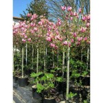 Μαγνόλια Σουλατζιάνα ή Μανόλια (Magnolia × soulangeana) Μαγνόλια Σουλατζιάνα ή Μανόλια (Magnolia × soulangeana) Δέντρο - Μαγνόλιες ή Μανόλιες Δέντρα