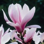 Μαγνόλια Σουλατζιάνα ή Μανόλια (Magnolia × soulangeana) Μαγνόλια Σουλατζιάνα ή Μανόλια (Magnolia × soulangeana) Δέντρο - Μαγνόλιες ή Μανόλιες Δέντρα