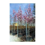 Μαγνόλια Σουλατζιάνα ή Μανόλια (Magnolia × soulangeana) Μαγνόλια Σουλατζιάνα ή Μανόλια (Magnolia × soulangeana) Δέντρο - Μαγνόλιες ή Μανόλιες Δέντρα