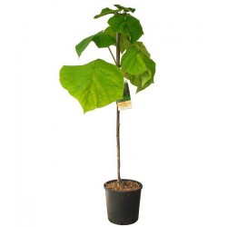 Παυλώνια Δέντρο (Paulownia tomentosa) |kipogeorgiki.gr