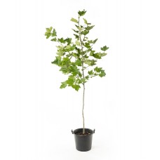 Πλατάνι Καναδά Δέντρο (Platanus x acerifolia - συν. Platanus × hispanica)