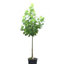 Πλάτανος ο Δυτικός Δέντρο (Platanus occidentalis)  |  kipogeorgiki.gr