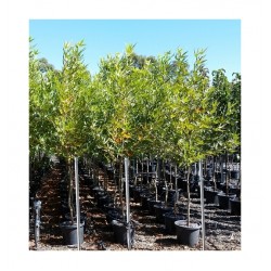 Πλάτανος ο Ανατολικός Δέντρο (Platanus orientalis) | kipogeorgiki.gr