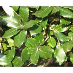 Holly Oak Tree (Quercus ilex)  |  kipogeorgiki.gr