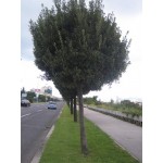 Holly Oak Tree (Quercus ilex)  |  kipogeorgiki.gr