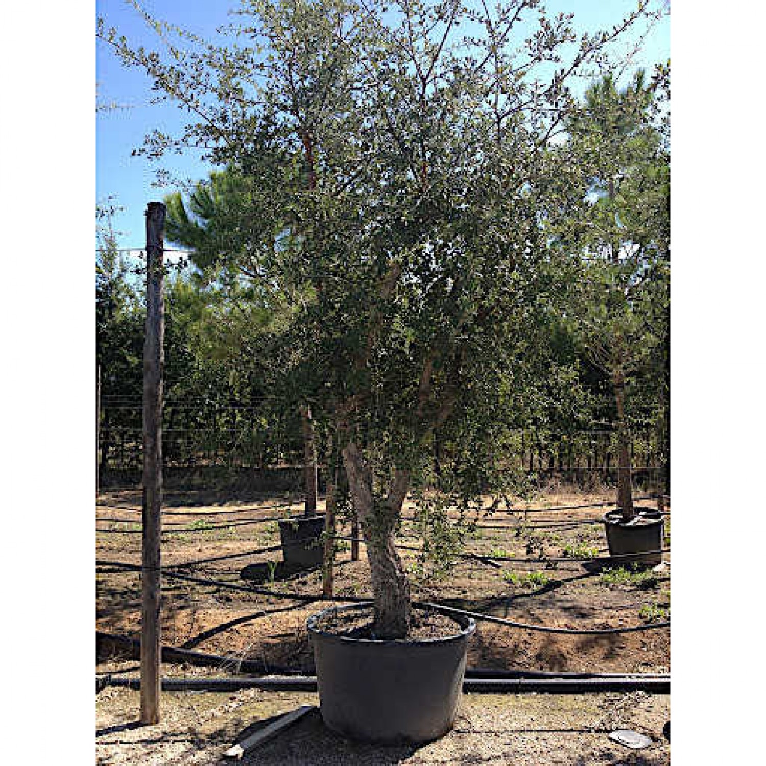 Φελλοφόρος Δρύς Δέντρο - Βελανιδιά Φελλόδεντρο | Φυτά Σκιάς