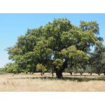Φελλοφόρος Δρύς Δέντρο - Βελανιδιά Φελλόδεντρο | Φυτά Σκιάς