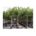 Japanese Pagoda Tree (Sophora japonica) | Shade Trees