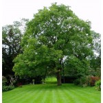 Japanese Pagoda Tree (Sophora japonica) | Shade Trees