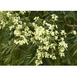 Japanese Pagoda Tree (Sophora japonica) | Shade Trees