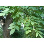 Japanese Pagoda Tree (Sophora japonica) | Shade Trees