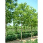 Japanese Pagoda Tree (Sophora japonica) | Shade Trees