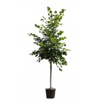 Large-Leaved Linden Tree (Tilia platyphyllos) Large-Leaved Linden Tree (Tilia platyphyllos) | Shade Trees