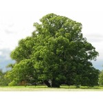 Large-Leaved Linden Tree (Tilia platyphyllos) Large-Leaved Linden Tree (Tilia platyphyllos) | Shade Trees