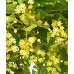 Large-Leaved Linden Tree (Tilia platyphyllos) Large-Leaved Linden Tree (Tilia platyphyllos) | Shade Trees