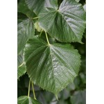 Large-Leaved Linden Tree (Tilia platyphyllos) Large-Leaved Linden Tree (Tilia platyphyllos) | Shade Trees