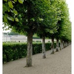 Large-Leaved Linden Tree (Tilia platyphyllos) Large-Leaved Linden Tree (Tilia platyphyllos) | Shade Trees