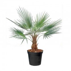 Desert Fan Palm (Washingtonia filifera)  Desert Fan Palm (Washingtonia filifera) | Kipogeorgiki