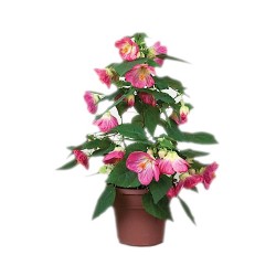 Αβούτιλο το Υβριδικό Θάμνος (Abutilon × hybridum) | kipogeorgiki.gr