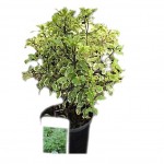 Αγγελική Λεπτόφυλλη Πανασέ Silver Queen | Κηπογεωργική