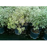 Αγγελική Λεπτόφυλλη Πανασέ Silver Queen | Κηπογεωργική